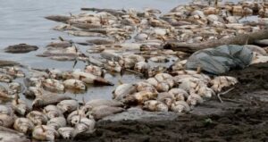 17280470812165851198046566791945