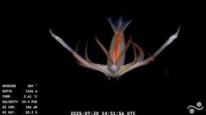 17539823916314181663457989652225