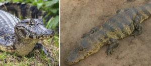 17613942307753371893857813686678