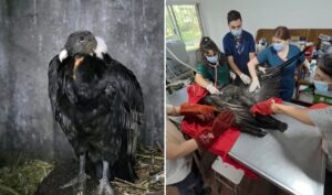 17737988013394893761673143262640