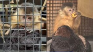 17742226313582304088401446376835