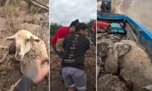 17743681992729137445822667226128