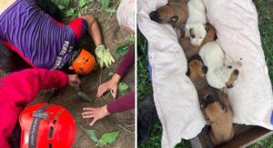 17746173162687308679284193670365