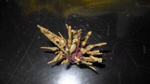 17747909408386432935020206365626