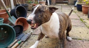 17765497541201237960056130902789