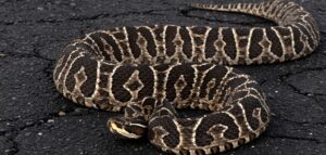 17767250804463383365886799139457