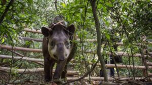 1777374548418409558994695103708